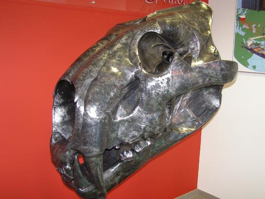 lebka lva